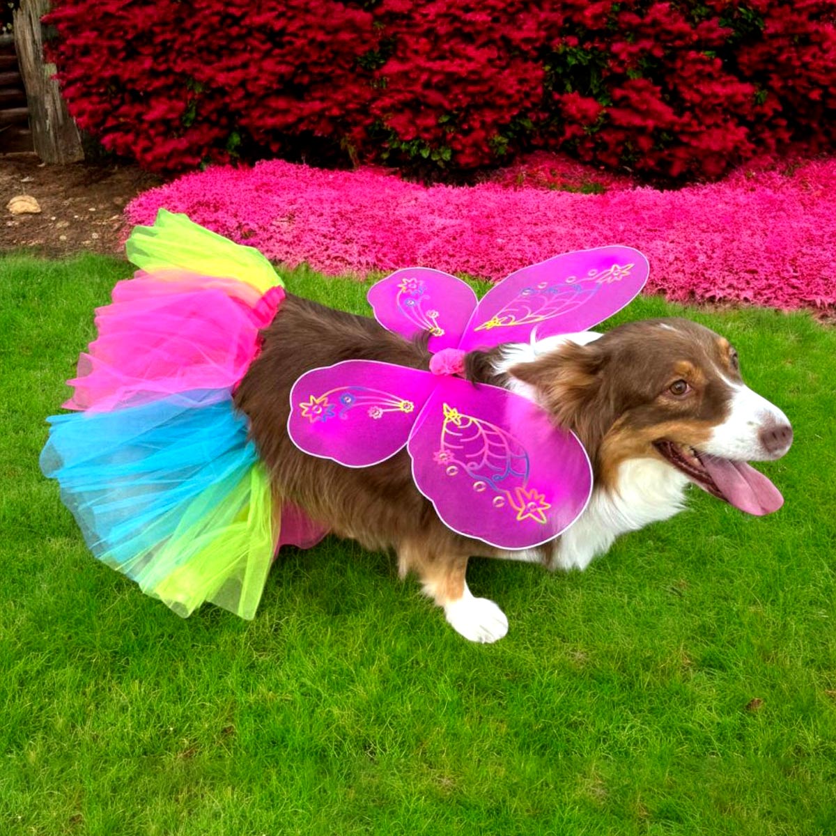 Miniatura 3 de Disfraz Para Mascota Mariposa OF081PET